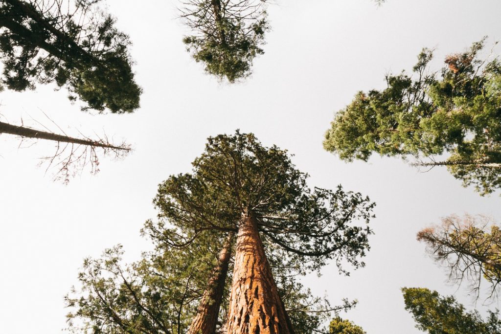 Yosemite National Park, by Erol Ahmed https://unsplash.com/@erol