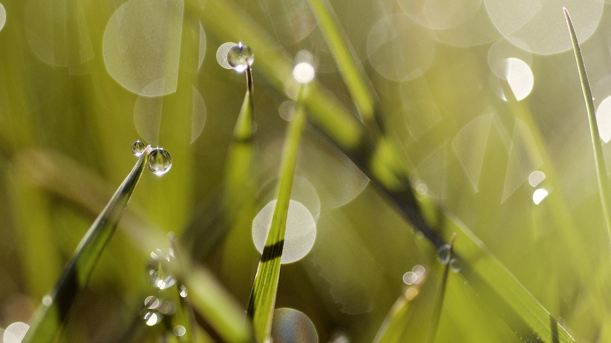 "Grass," photo by Flickr user Johan Blomström. 