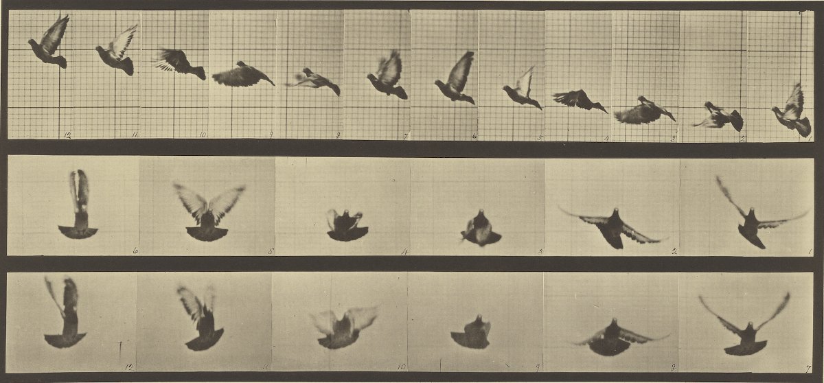 Animal Locomotion; Eadweard J. Muybridge (American, born England, 1830 - 1904); 1887; Collotype; 17.8 x 39.4 cm (7 x 15 1/2 in.); 84.XM.628.49. Courtesy of The Getty Museum. http://www.getty.edu/art/