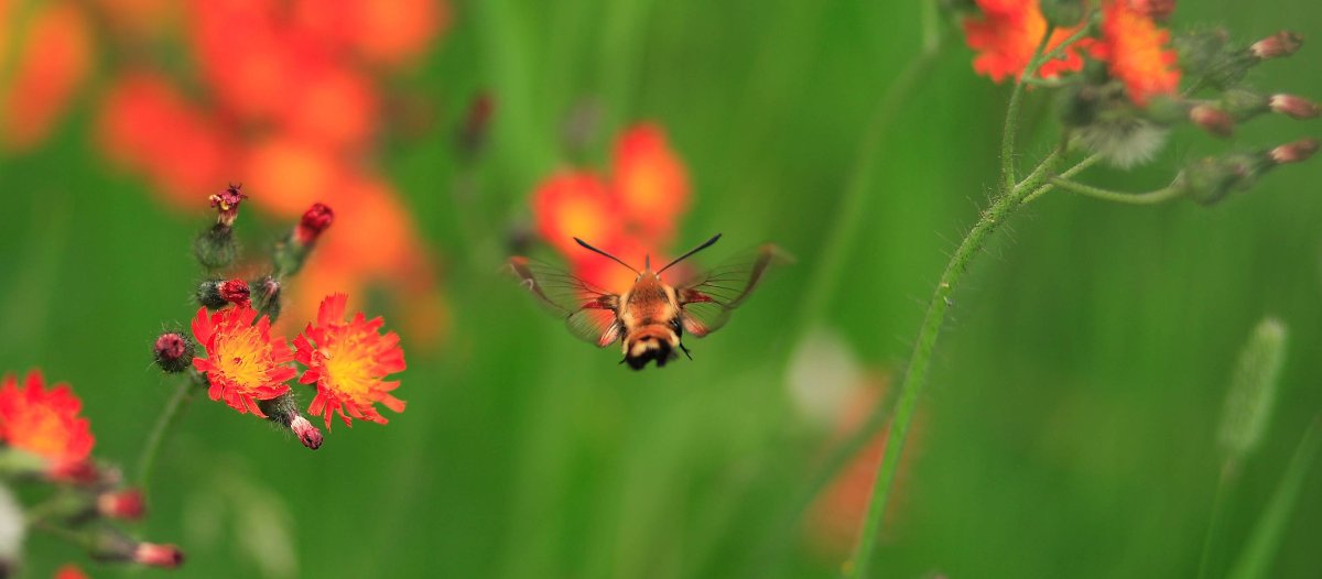 "Hummingbird Clearwing Moth," by Flickr user Ray Dumas