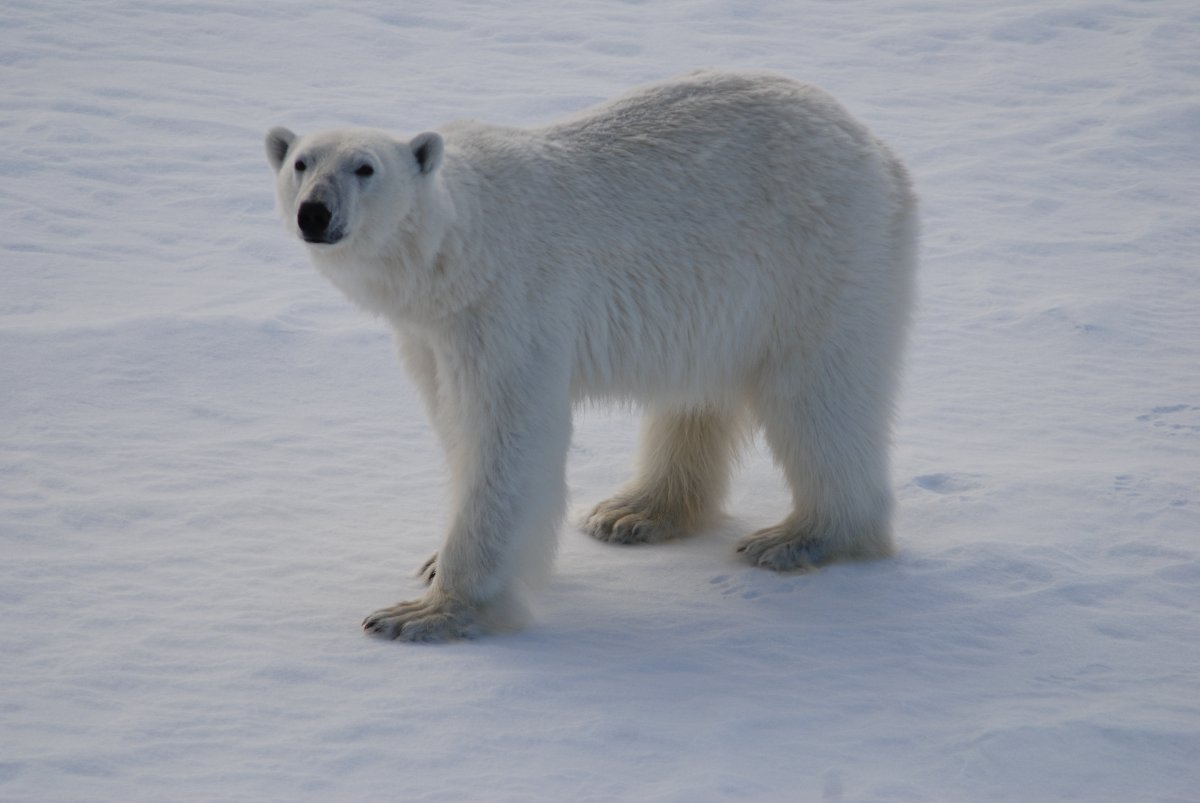 Polar bear, photo by Rick Bellingham