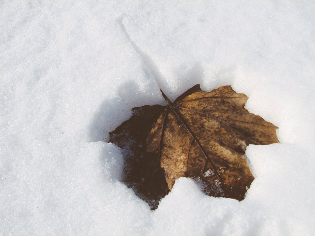 Leaf | Perspectives & Possibilities