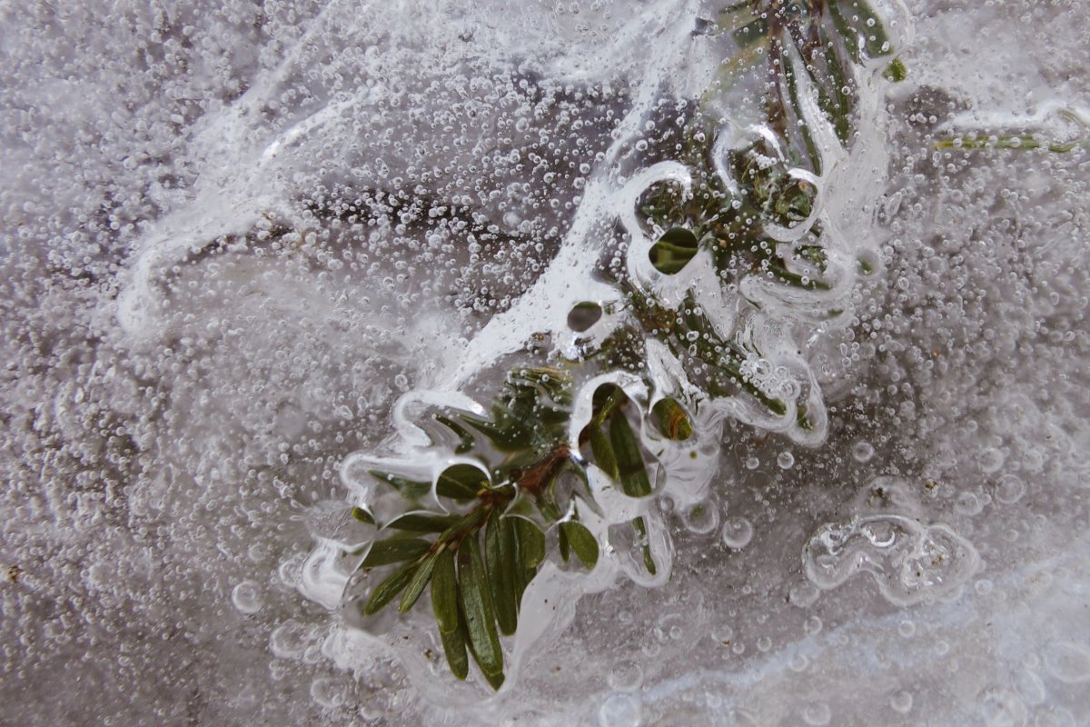 Title: Trapped leaves 2 | Author: Annette Dubois | Source: Flickr | License: CC BY-NC 2.0 https://www.flickr.com/photos/73689755@N06/13445720845/in/photostream/