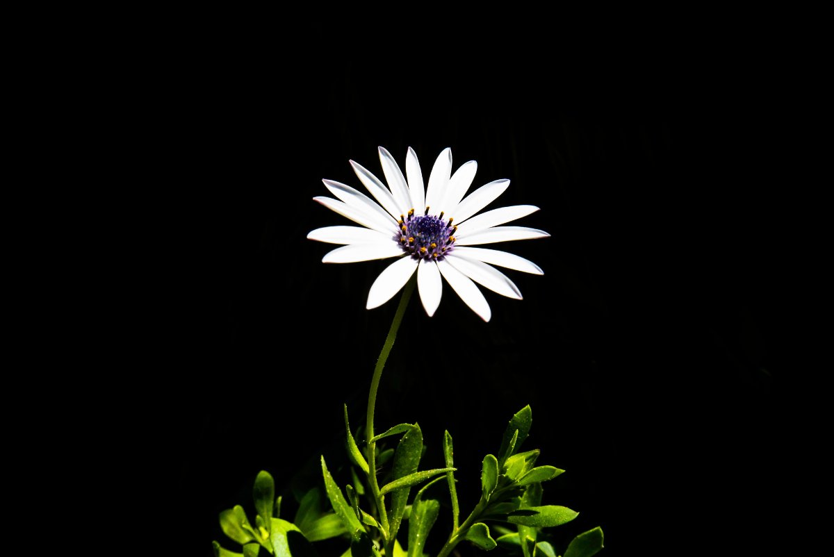 Untitled photograph of a flower, by Master Wen (License: CC0)