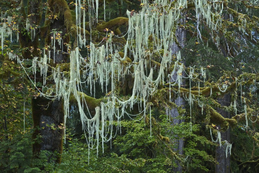 Photo of lichen (Usnea longissima, Cascade River) | Credit: Richard Droker