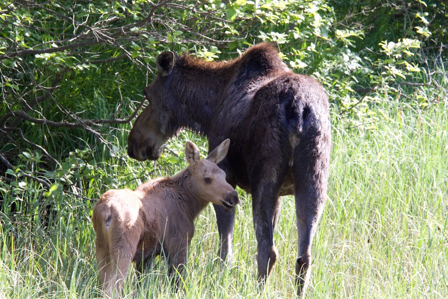 Photo of moose and baby | Author: Andrew (crboater)