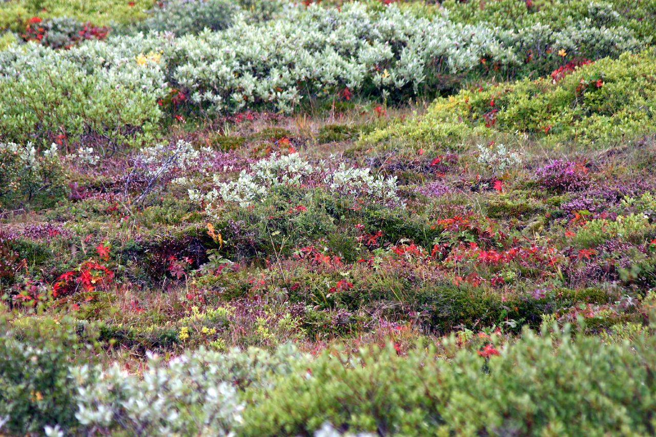 "Lava and volcanic landscape in southwest Iceland. August 2007," by NK Eide (License: CC BY-NC-ND 2.0)