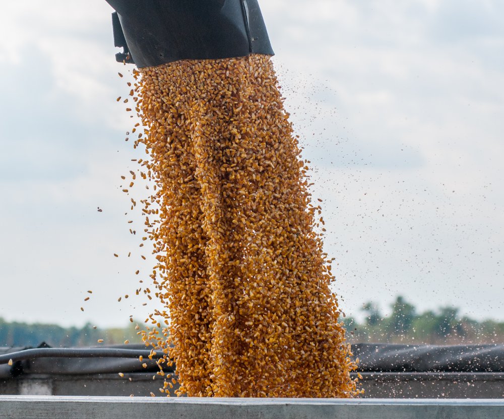 corn-being-harvested-perspectives-possibilities