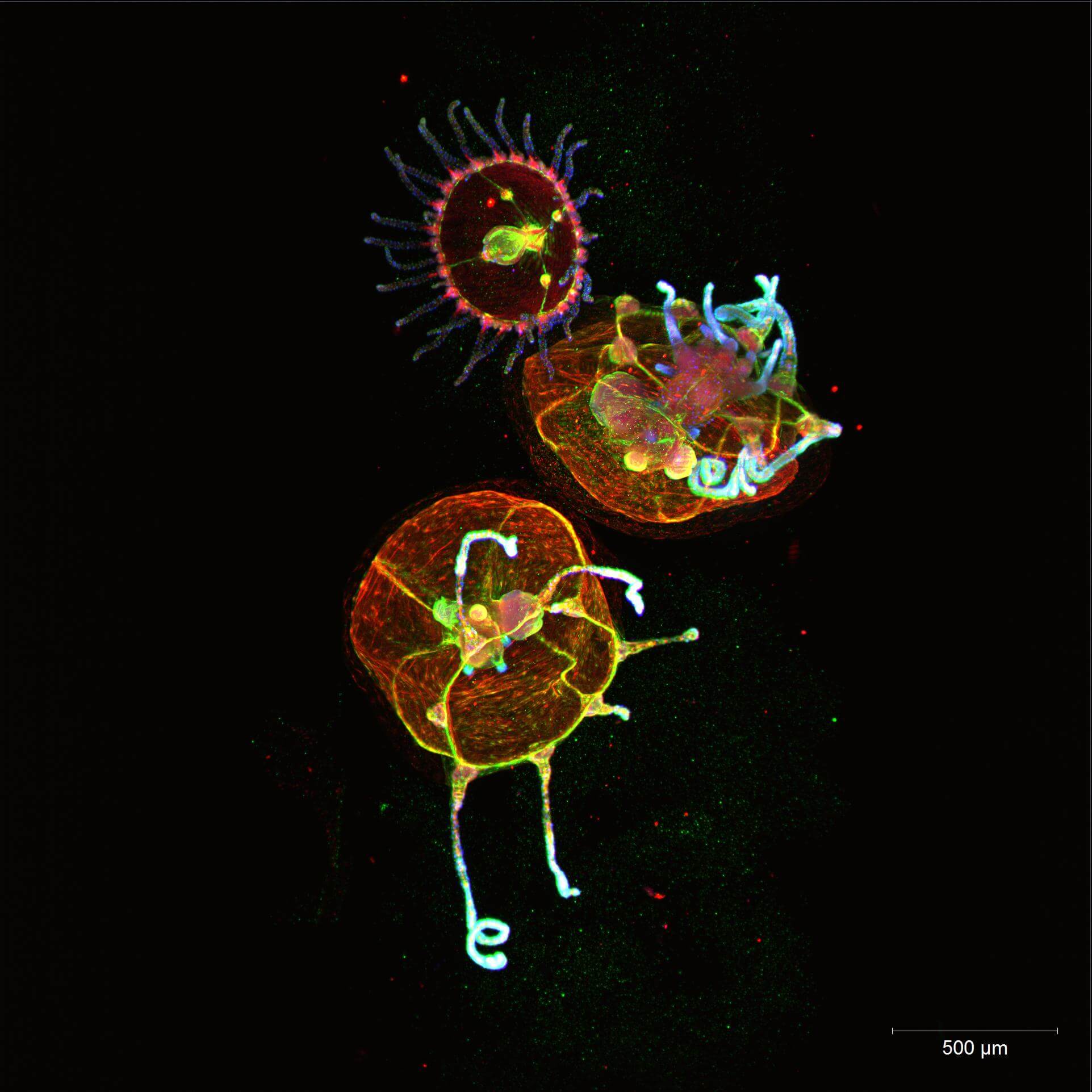 Title: Cnidaria, MultiView Light Sheet Microscopy (3 of 4) | Author: Helena Parra | Source: ZEISS Microscopy | License: CC BY-NC-ND 2.0