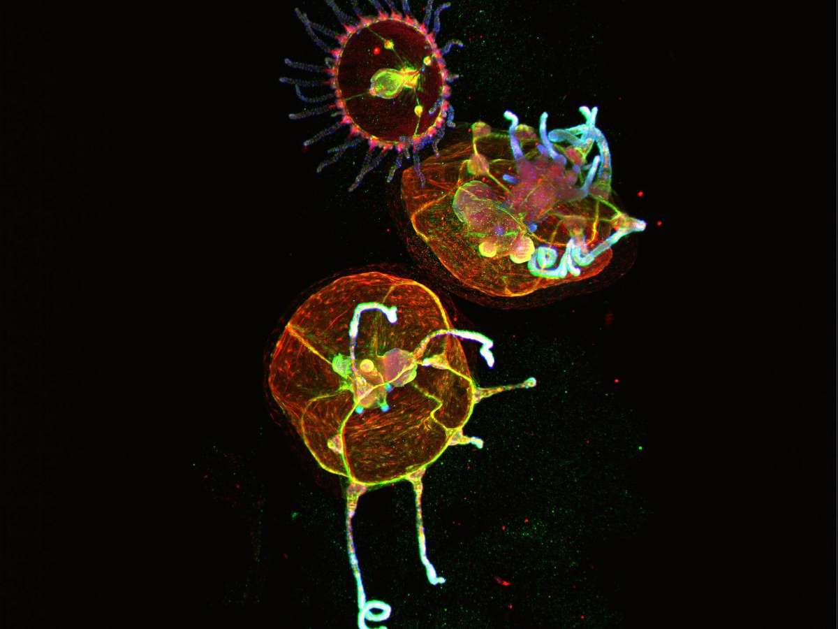 Title: Cnidaria, MultiView Light Sheet Microscopy (3 of 4) | Author: Helena Parra | Source: ZEISS Microscopy | License: CC BY-NC-ND 2.0