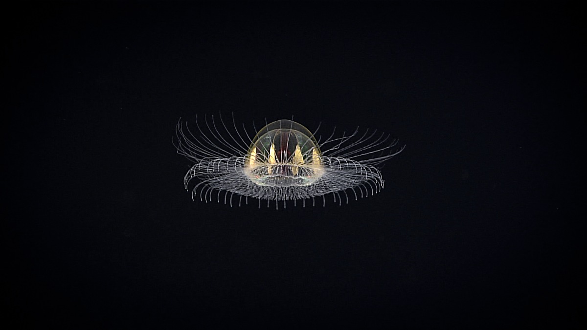 A hydromedusa | Title: Cosmic Jelly | Author: NOAA Office of Ocean Exploration and Research | Source: Flickr | License: CC BY-SA 2.0