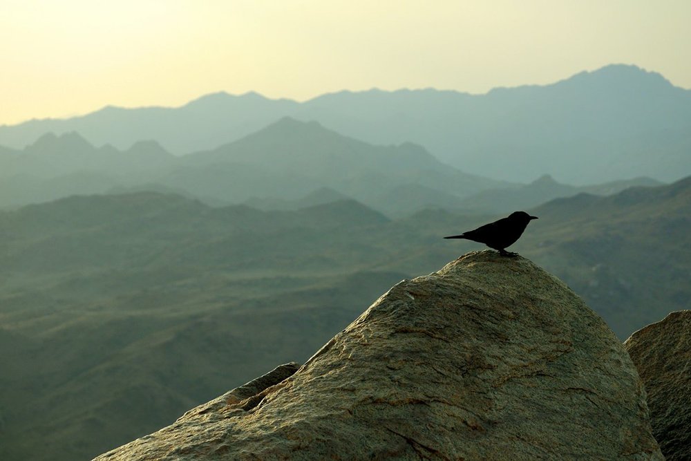 Title: Blackbird on Mount Sinai, South Sinai, Egypt | Author: David Stanek | Source: Flickr | License: CC BY-NC-ND 2.0