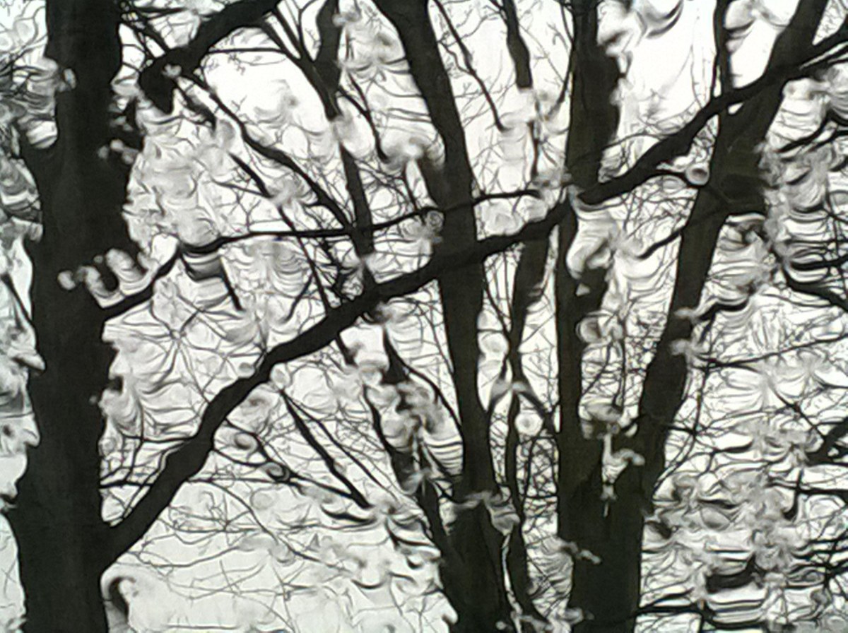 Title: Winter Trees | Author: CSR Brown | Source: Flickr | License: CC BY 2.0