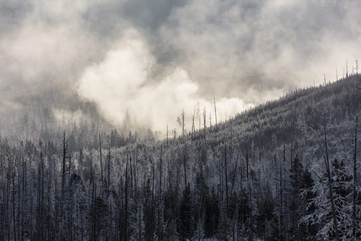 Title: Steam rising through the trees at Geyser Creek | Author: NPS / Jacob W. Frank | Source: Yellowstone National Park | License: CC0