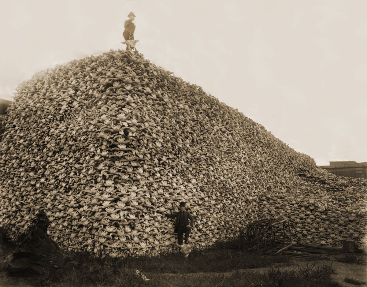 Title: Men standing with pile of buffalo skulls, Michigan Carbon Works | Source: Burton Historical Collection, Detroit Public Library | License: CC0