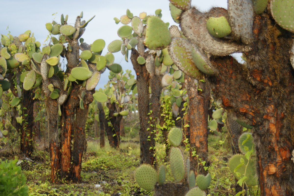 Title: Giant Galapogean Prickly Pear | Author: Dallas Krentzel | Source: Own work | License: CC BY 2.0