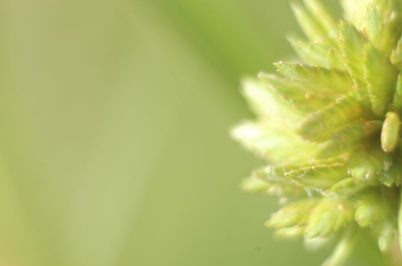 Title: Grass seeds | Author: Paul Hansen | Source: phansen | License: CC BY-NC 2.0