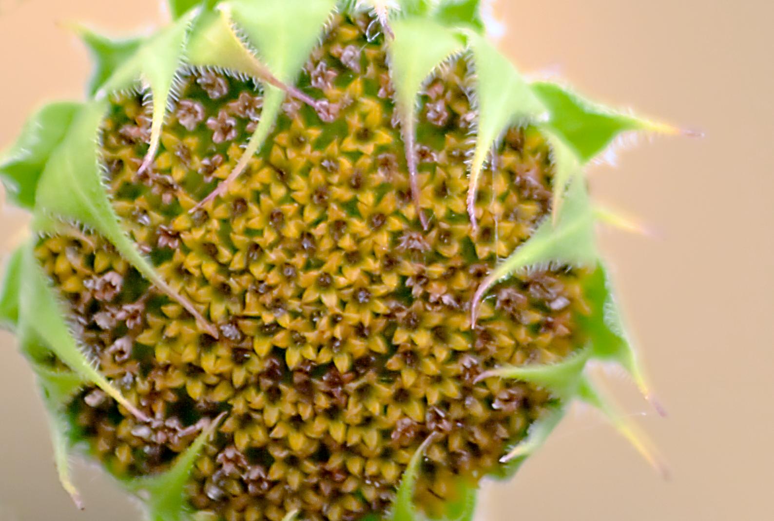 Title: Sunflower Sunday | Author: Carl Von Canon | Source: biggreymare | License: CC BY-NC-ND 2.0