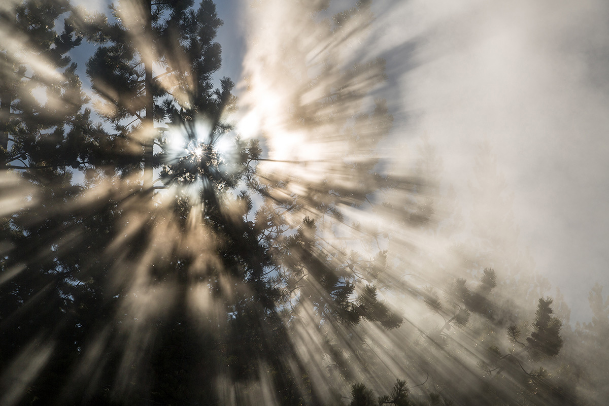 Sun shining through a tree and steam at Norris Geyser Basin | Credit: Neal Herbert / Yellowstone National Park | License: CC0