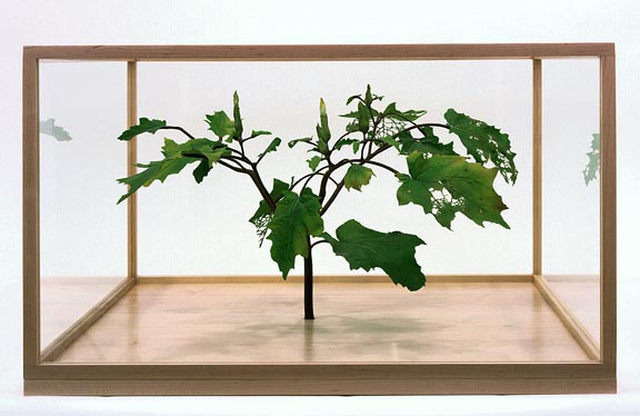 Title: Datura 2, 2006 | Author: Roxy Paine | Source: Roxy Paine Studio/James Cohan Gallery | License: CC BY-SA 3.0