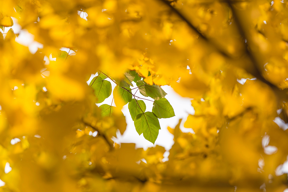 yellow leaves | Credit: Ryan Song | License: CC0