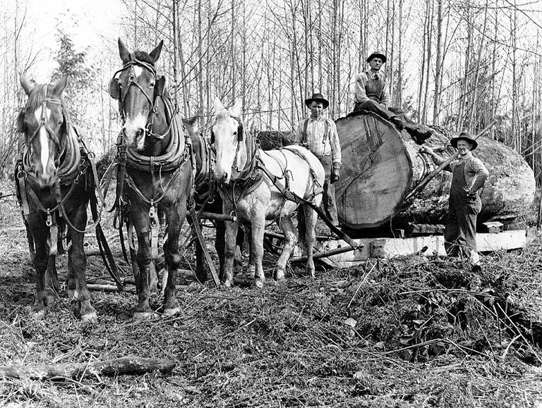 Gilbert Breklhus, Otto Stubb, and Mike Prestlien hauling logs with a team of horses, Silvana, Washington, ca. 1915 | Author: Iver Botten