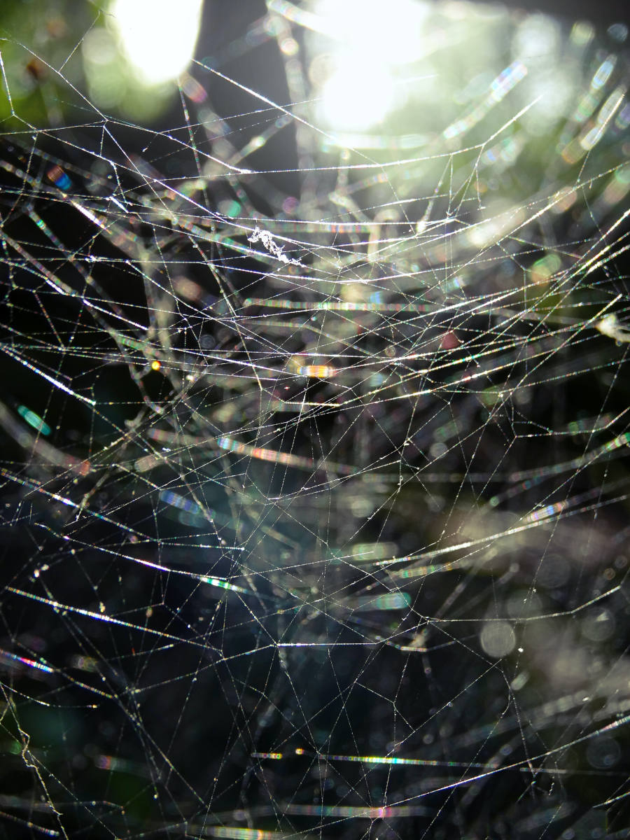 Spiderweb in daylight | Author: Bas van den Eijkhof